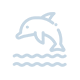 80 dolphin